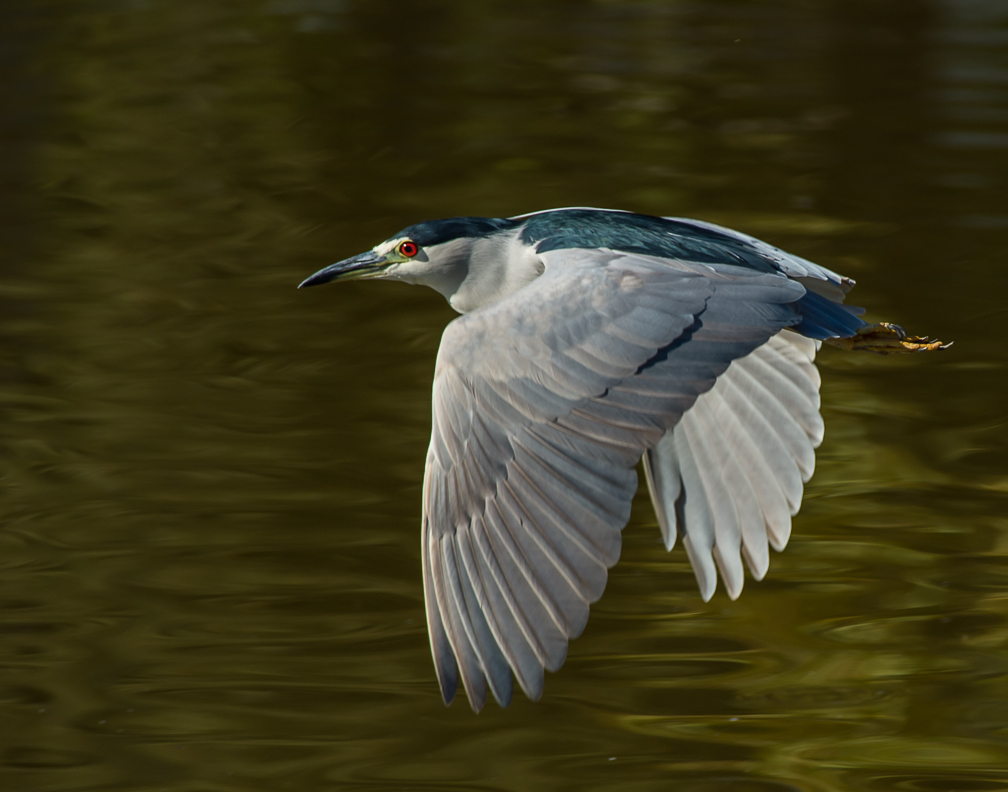 Black-crowned Night Heron 97