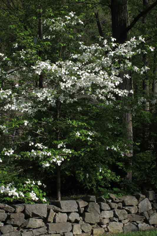Dogwood by the Stone Wall