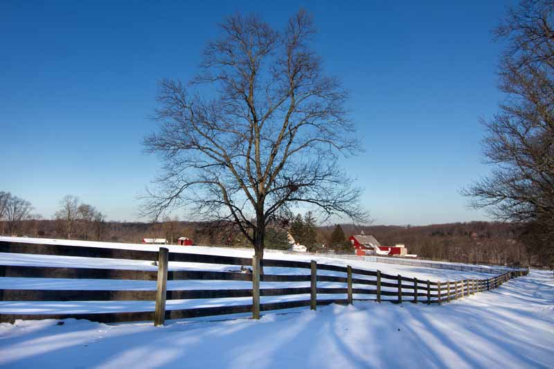 Lone Tree, Great Barn & Snow