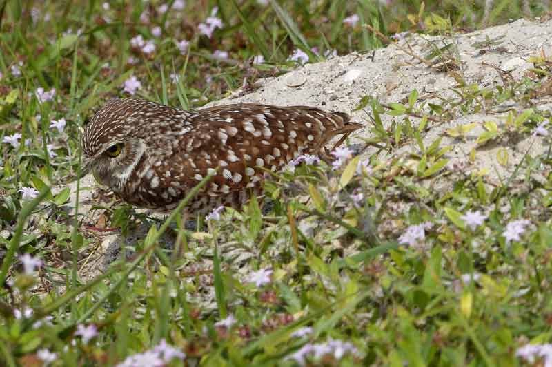 You can get a sense of how tiny these burrowing owls are in this photo. 