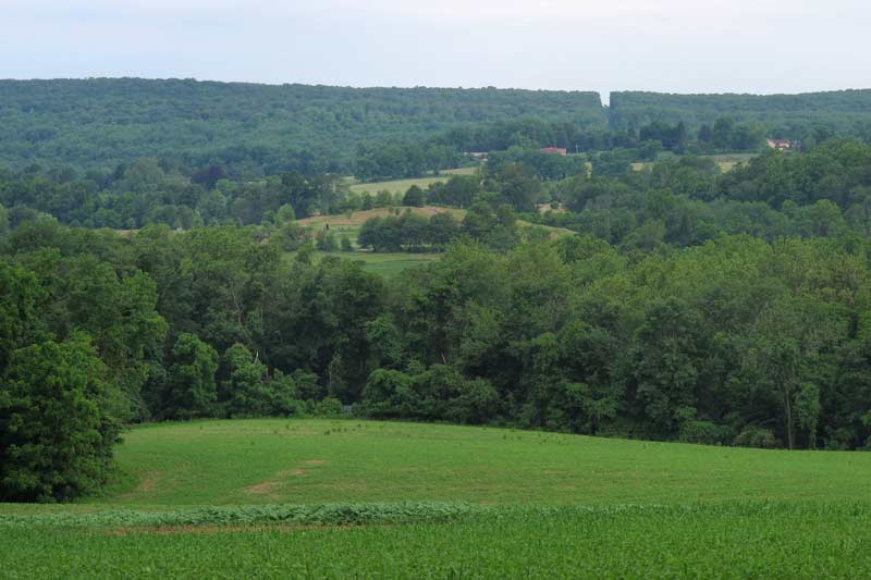 Summer Vista