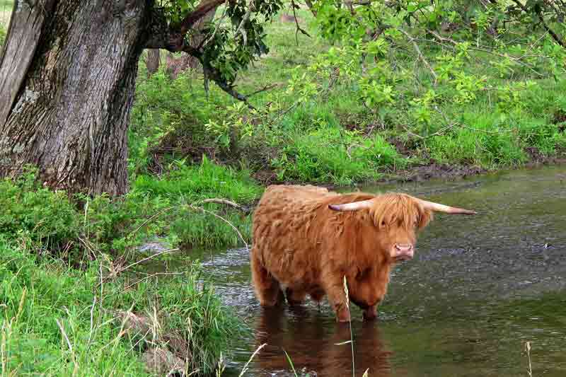 My Scottish Highlander Friend #3