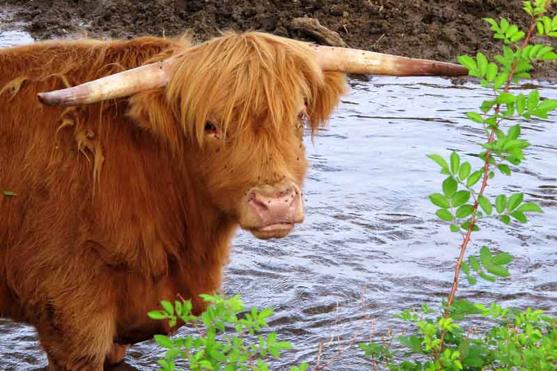 My Scottish Highlander Friend #2