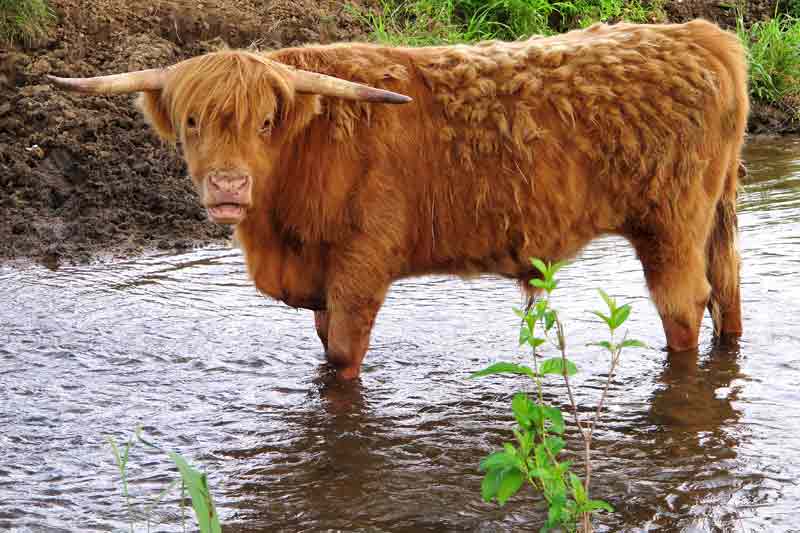 My Scottish Highlander Friend #1
