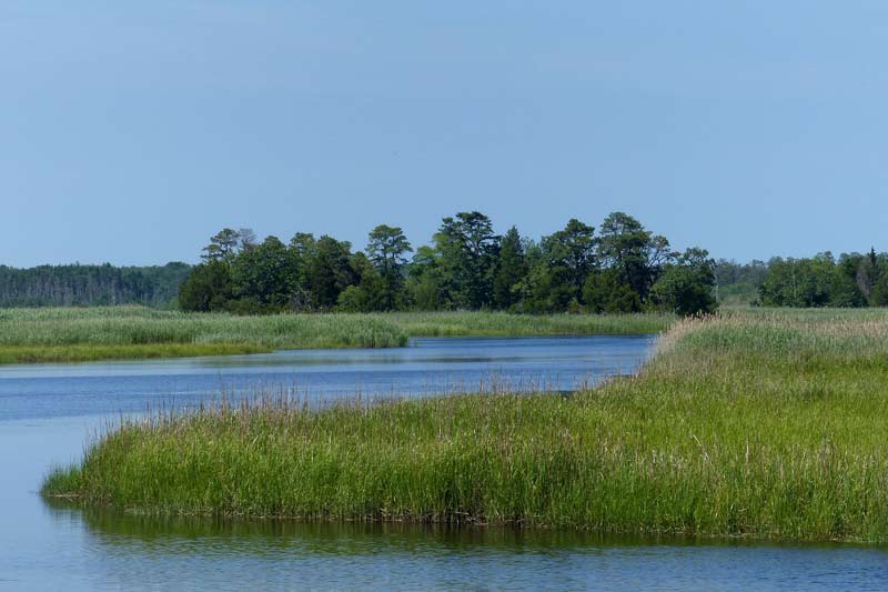 South Jerseys Everglades #2