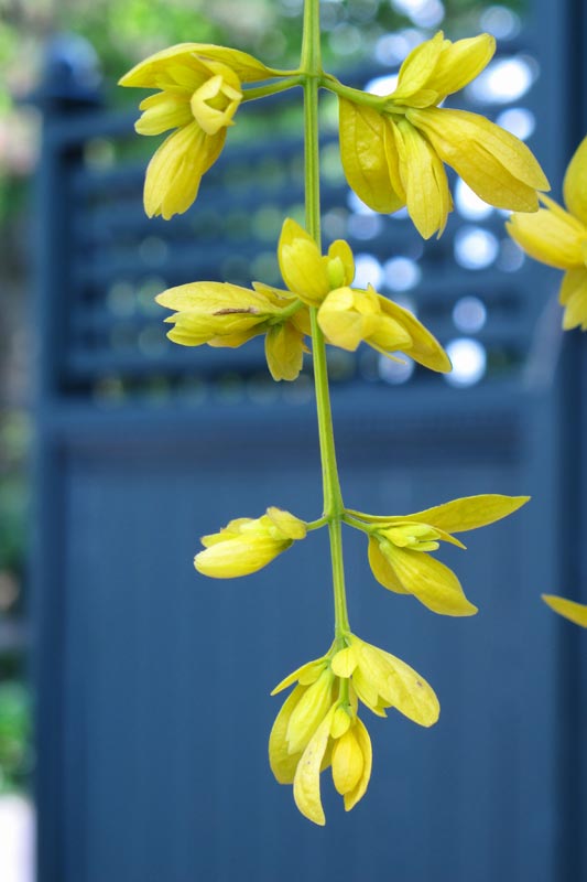 Flowing Yellow Blooms #3