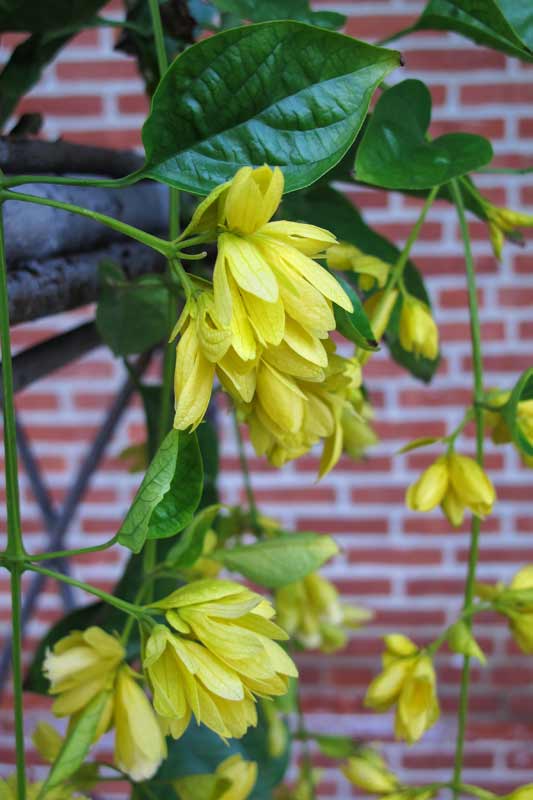 Flowing Yellow Blooms #1