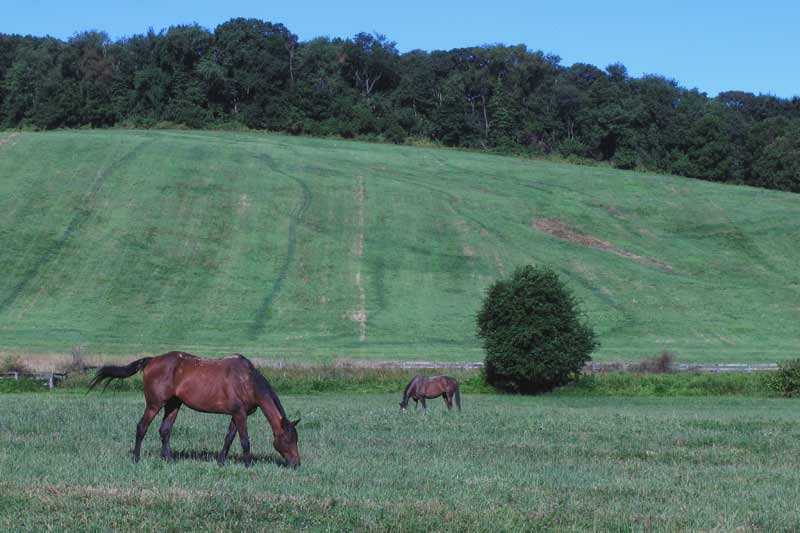 Doe Run Grazing