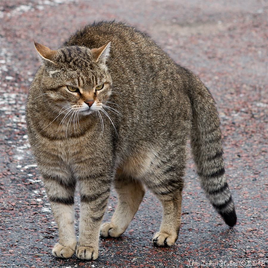 4/6 A not so friendly kitty in regrund harbour