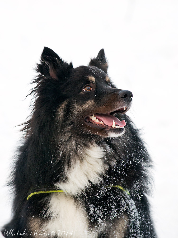 12/1 Bjrne, the Finnish Lapphund