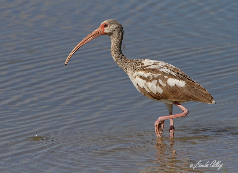 IMG_0291white ibis juvenile.jpg