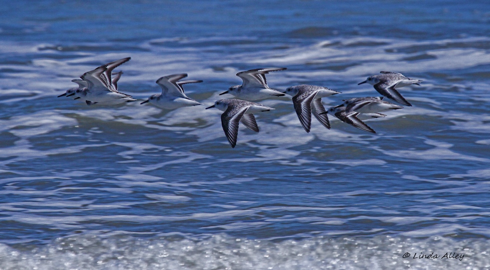 IMG_5481sanderlings.jpg