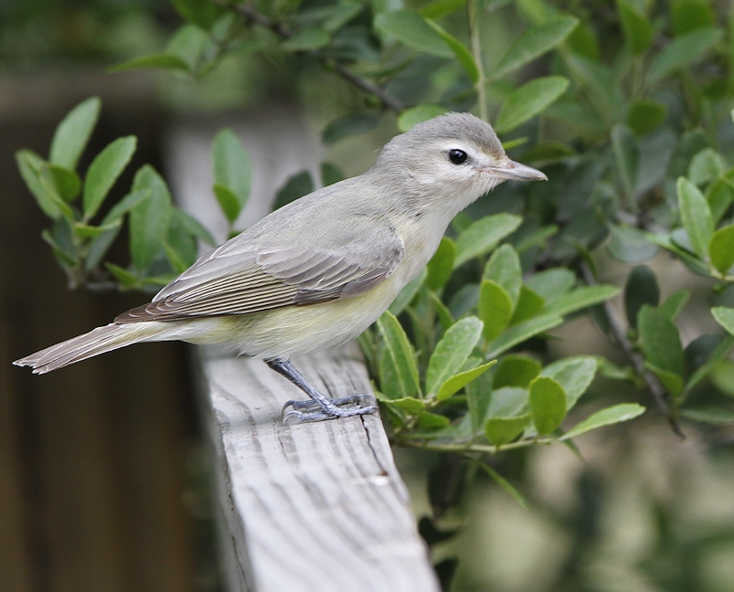 warbling vireo.jpg