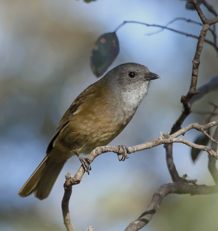 Olive Whistler