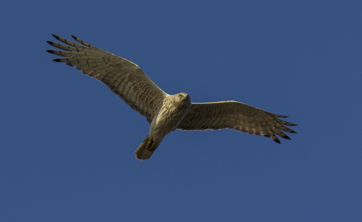 Swamp Harrier
