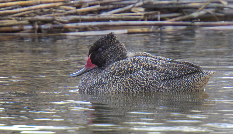 Freckled Duck