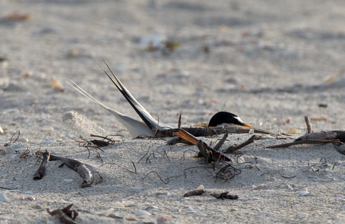 Least Tern making nest scrape