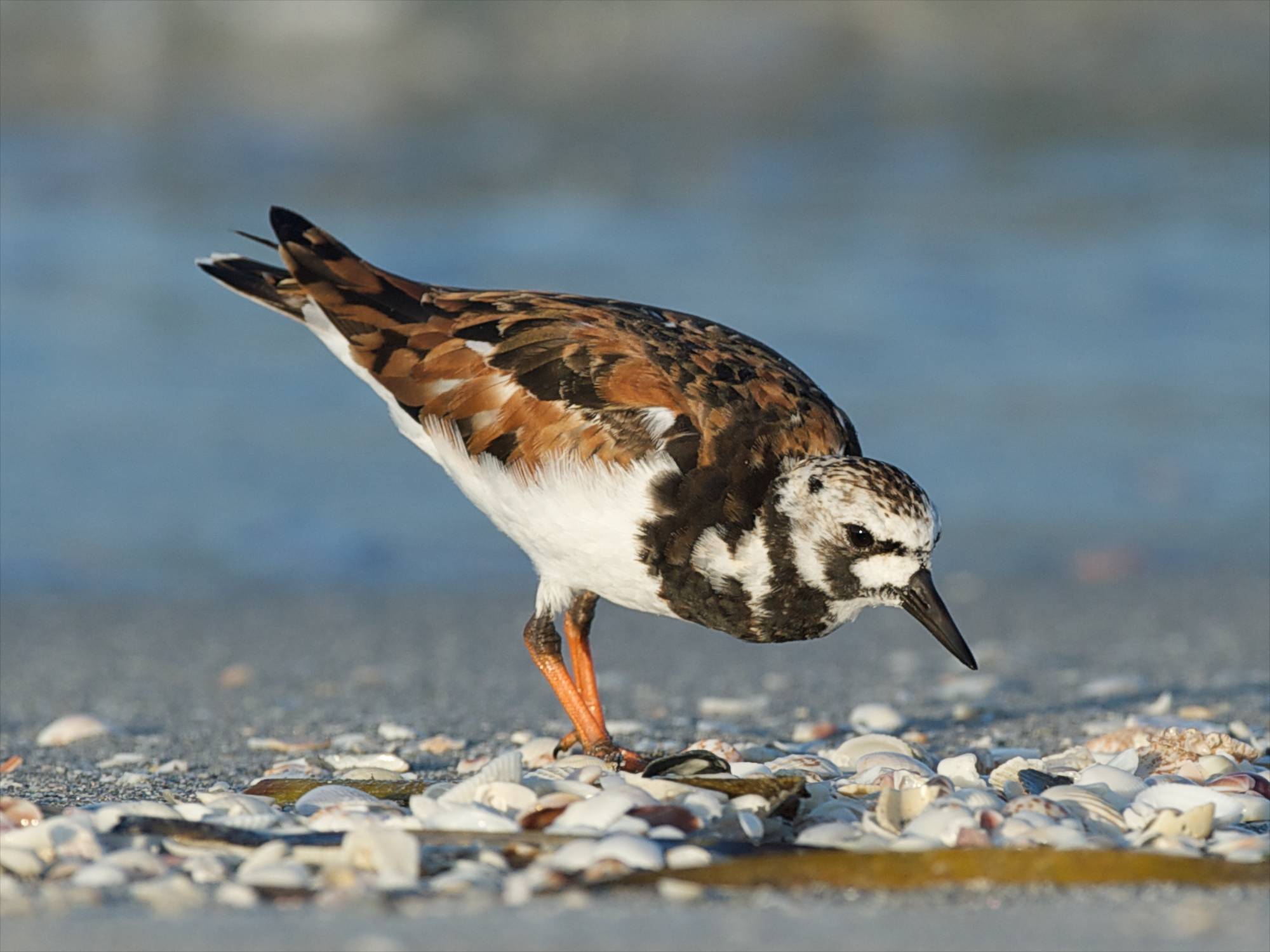 Ruddy Turnstone