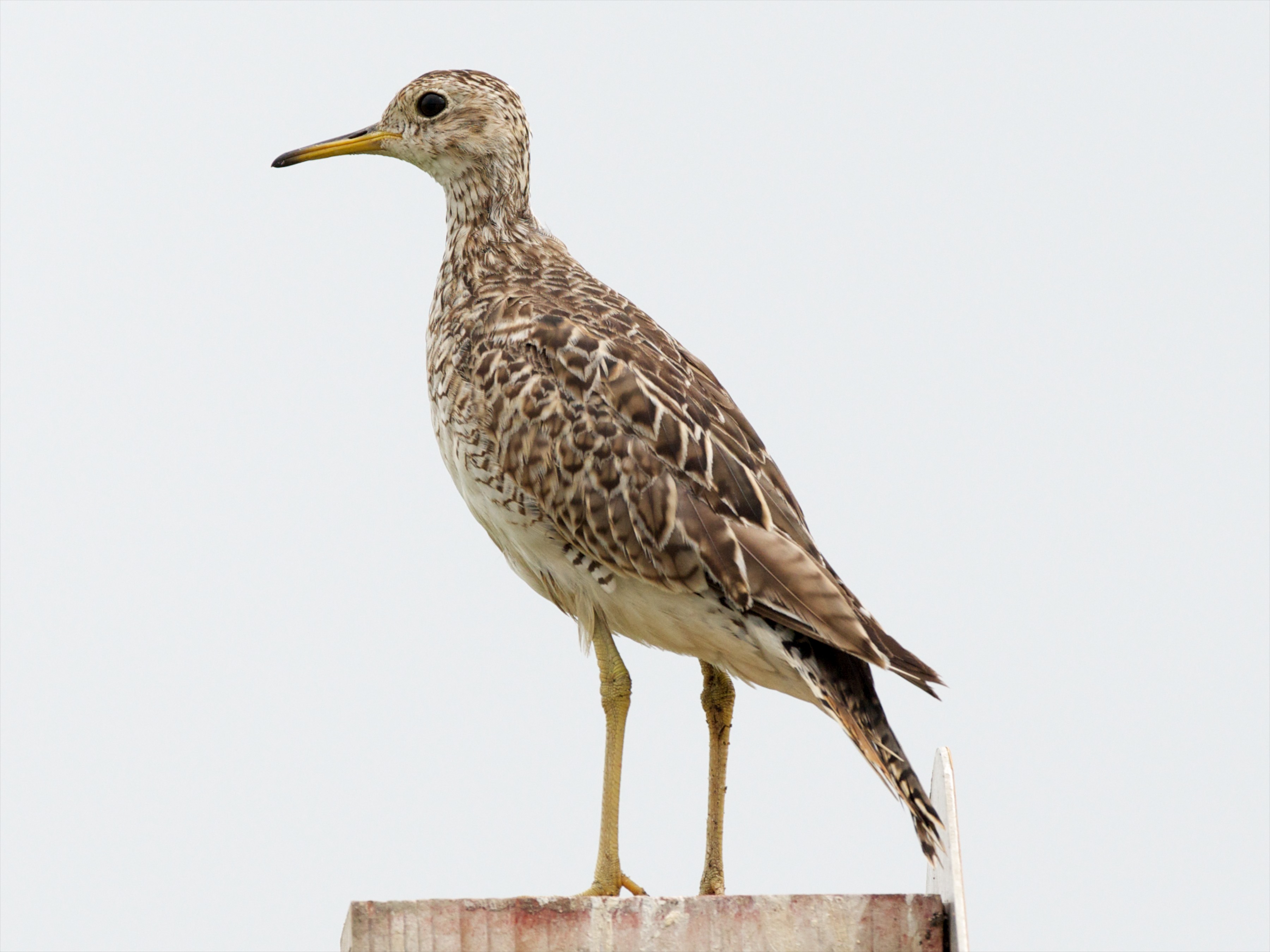 Upland Sandpiper