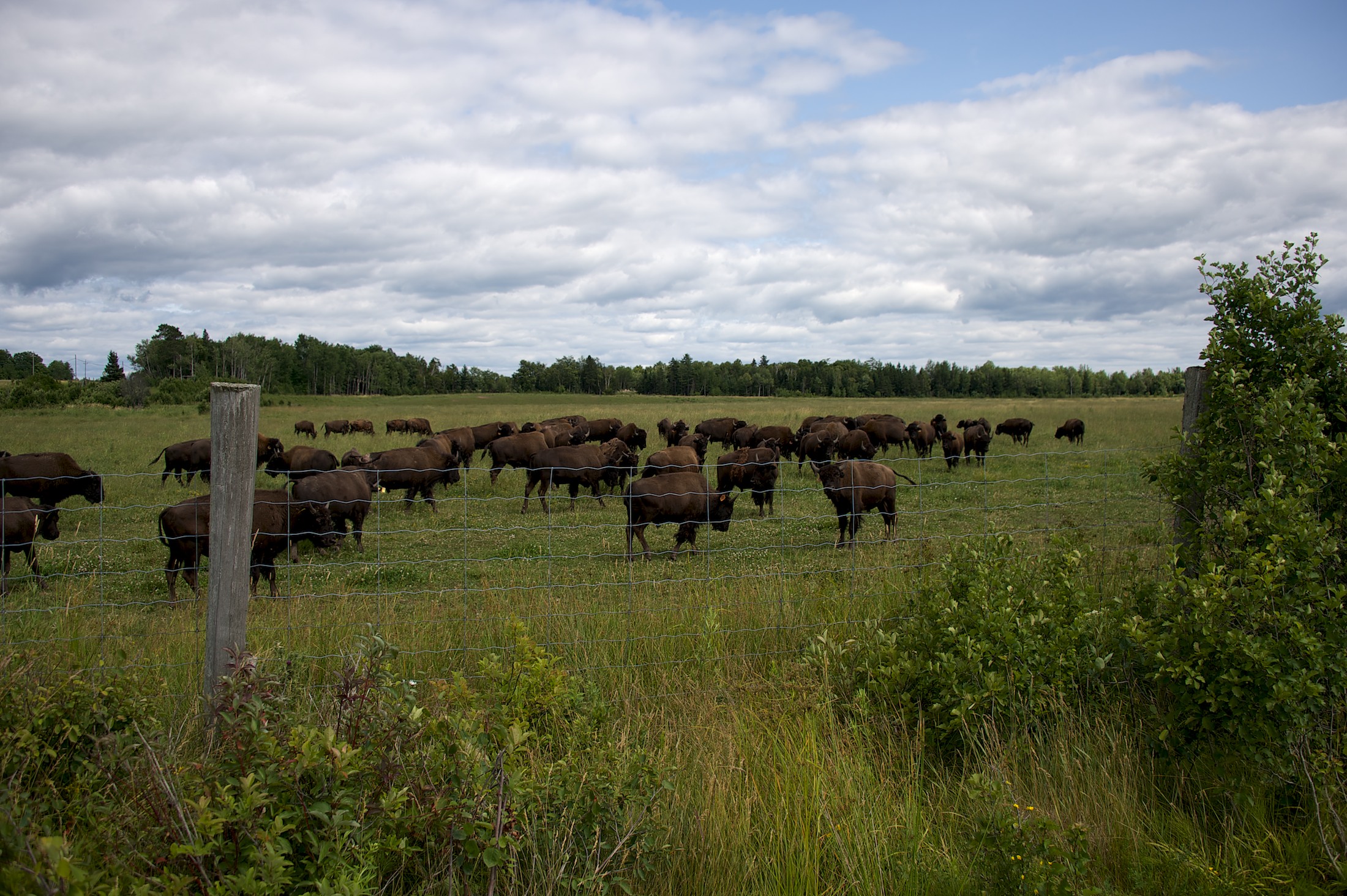 Commercial bison herd outside Sault Ste Marie