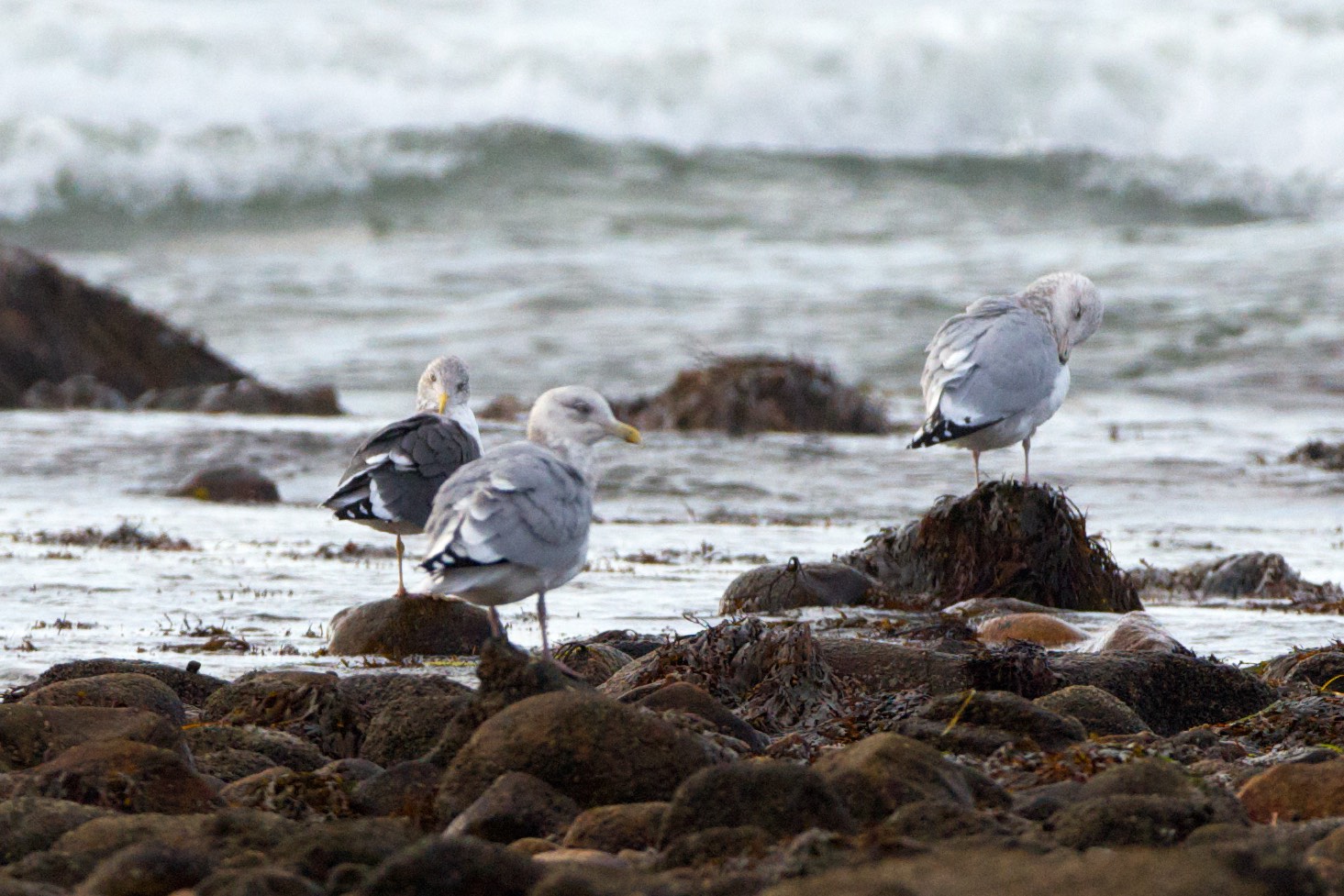 Lesser Black-Backed Gull with Herring Gulls, Gooseberry Neck