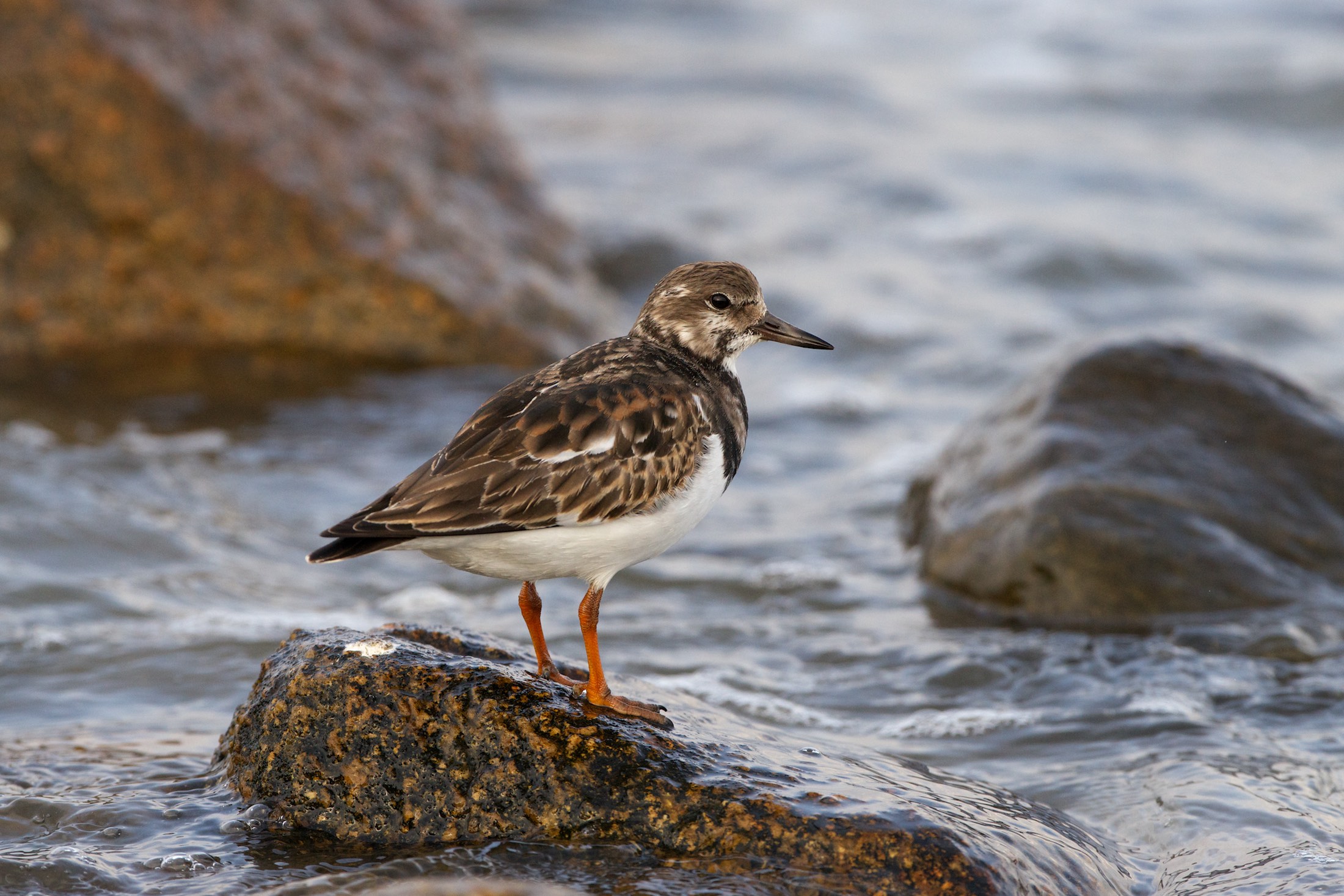 Ruddy Turnstone, Gooseberry Neck