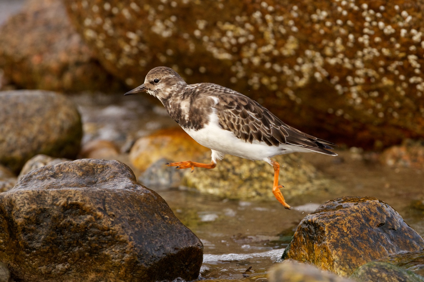 Ruddy Turnstone, Gooseberry Neck