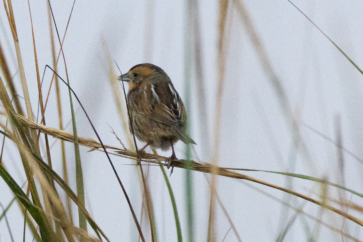 Nelsons Sharp-Tailed Sparrow
