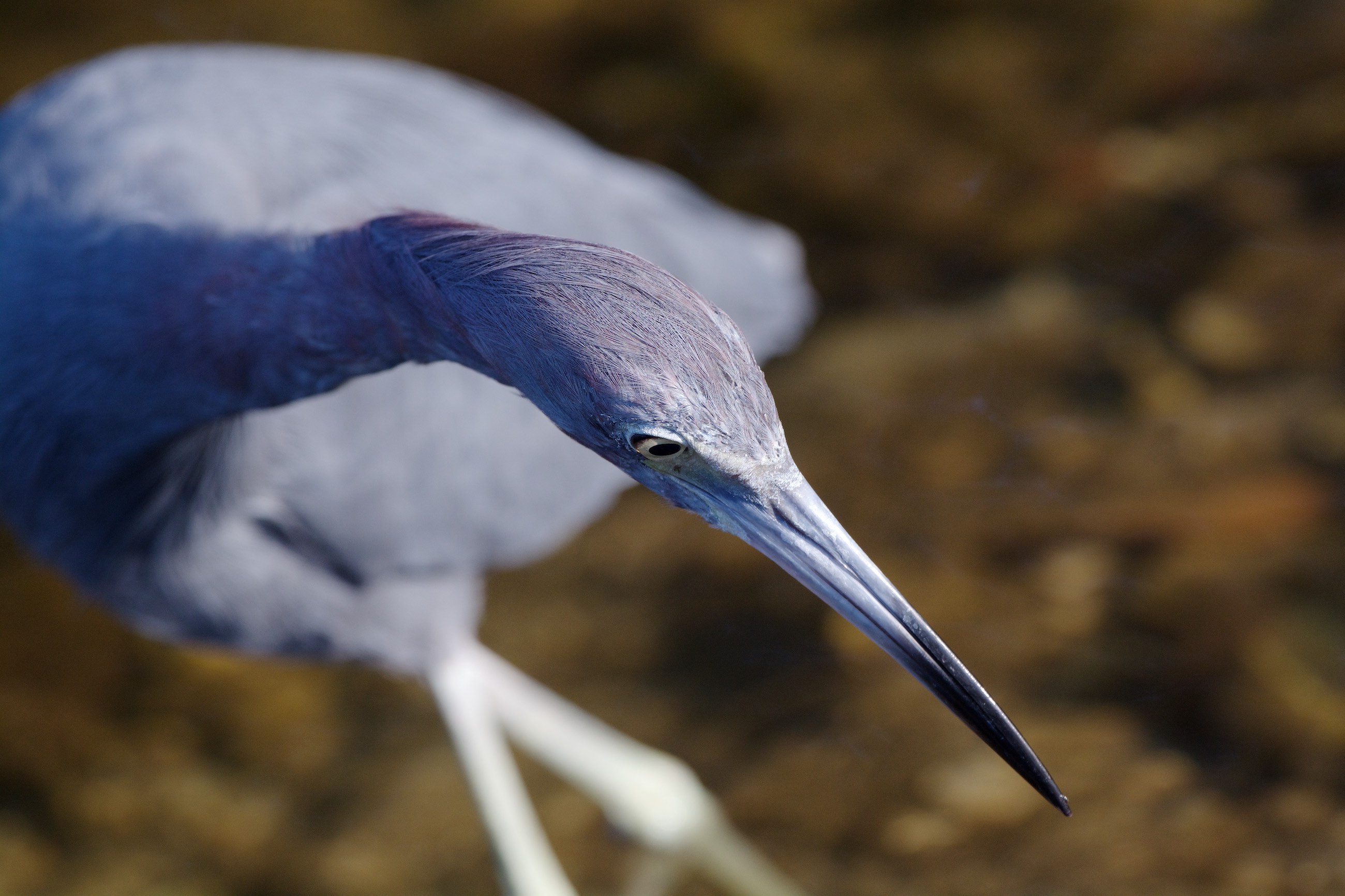 Little Blue Heron, Ding Darling March 2015