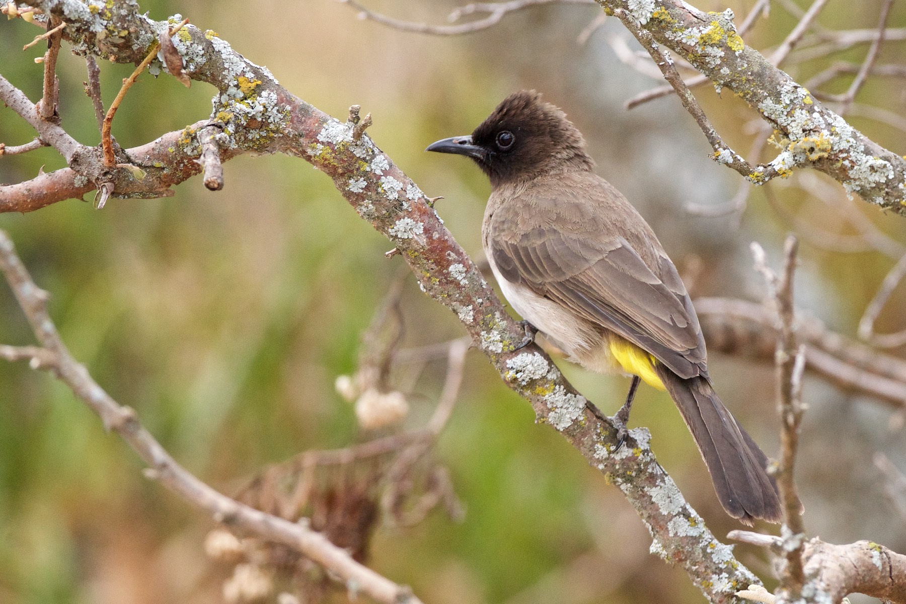 dark-capped (yellow-vented) bulbul