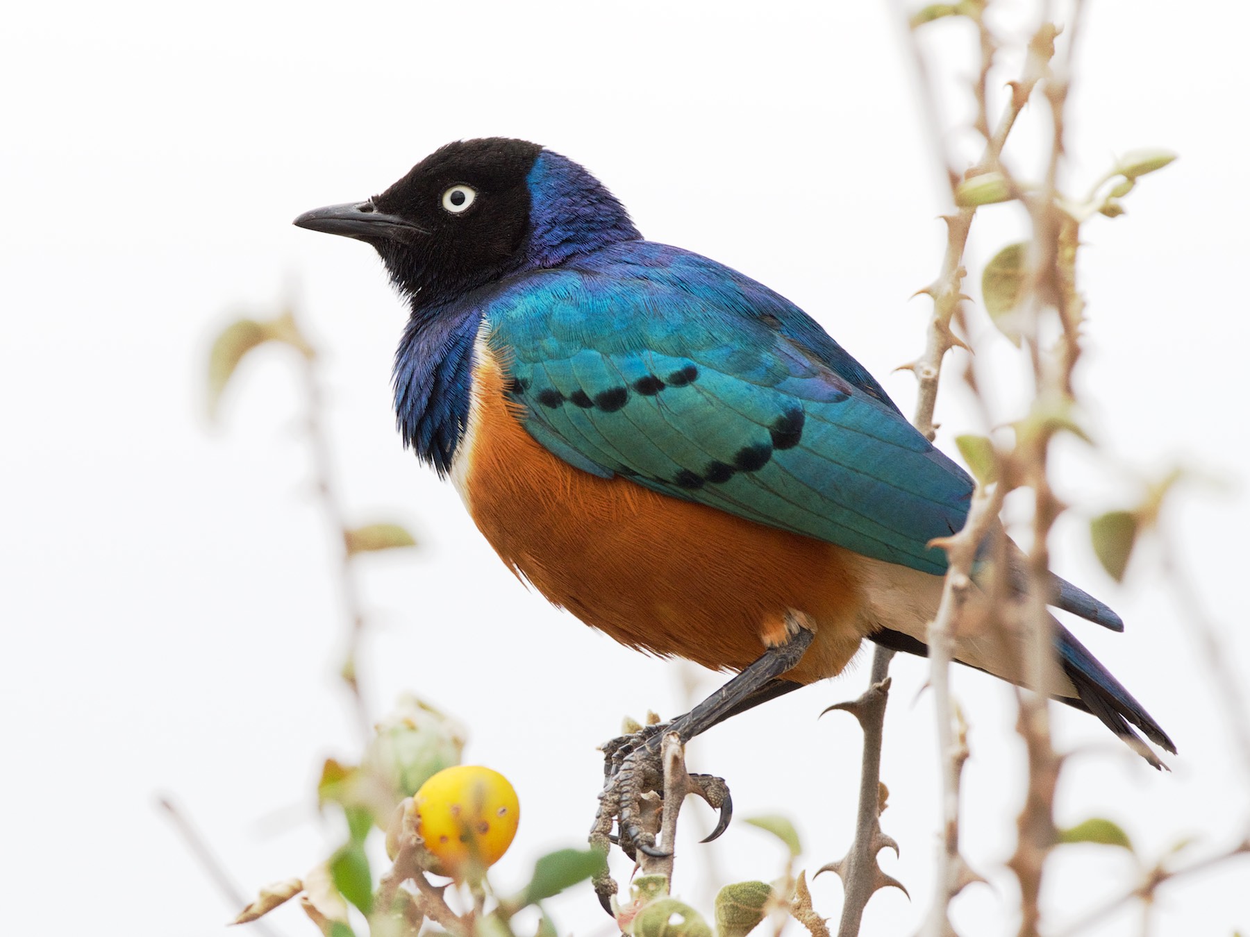 superb starling