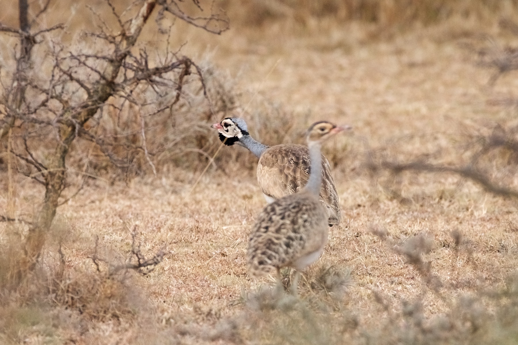 white-bellied bustard (male)