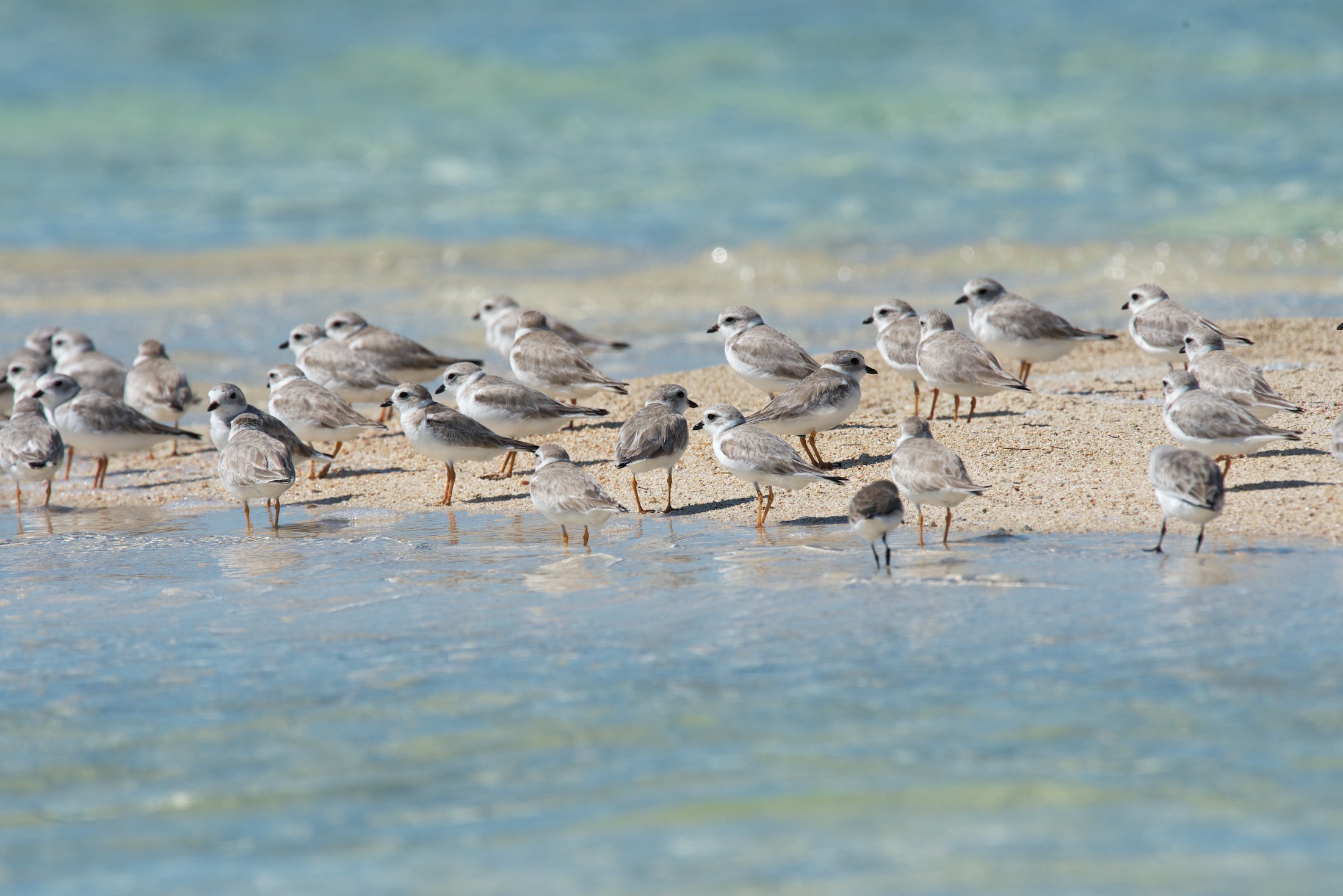 piping plover flock, cays south of South Andros, Bahamas 