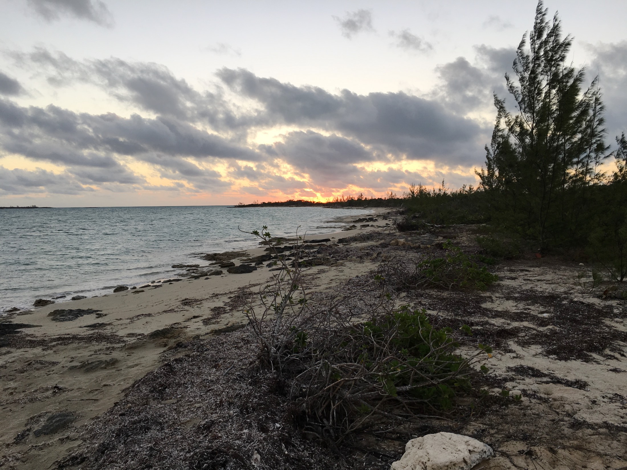 Feb 7 dawn survey at Kamalame Cay - no piping plovers