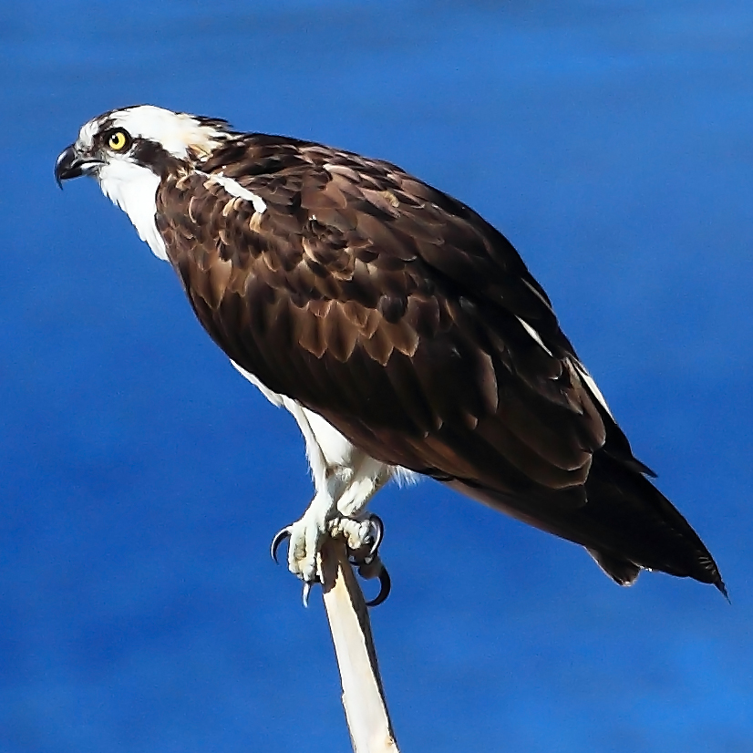 Osprey (Pandion haliaetus carolinensis)