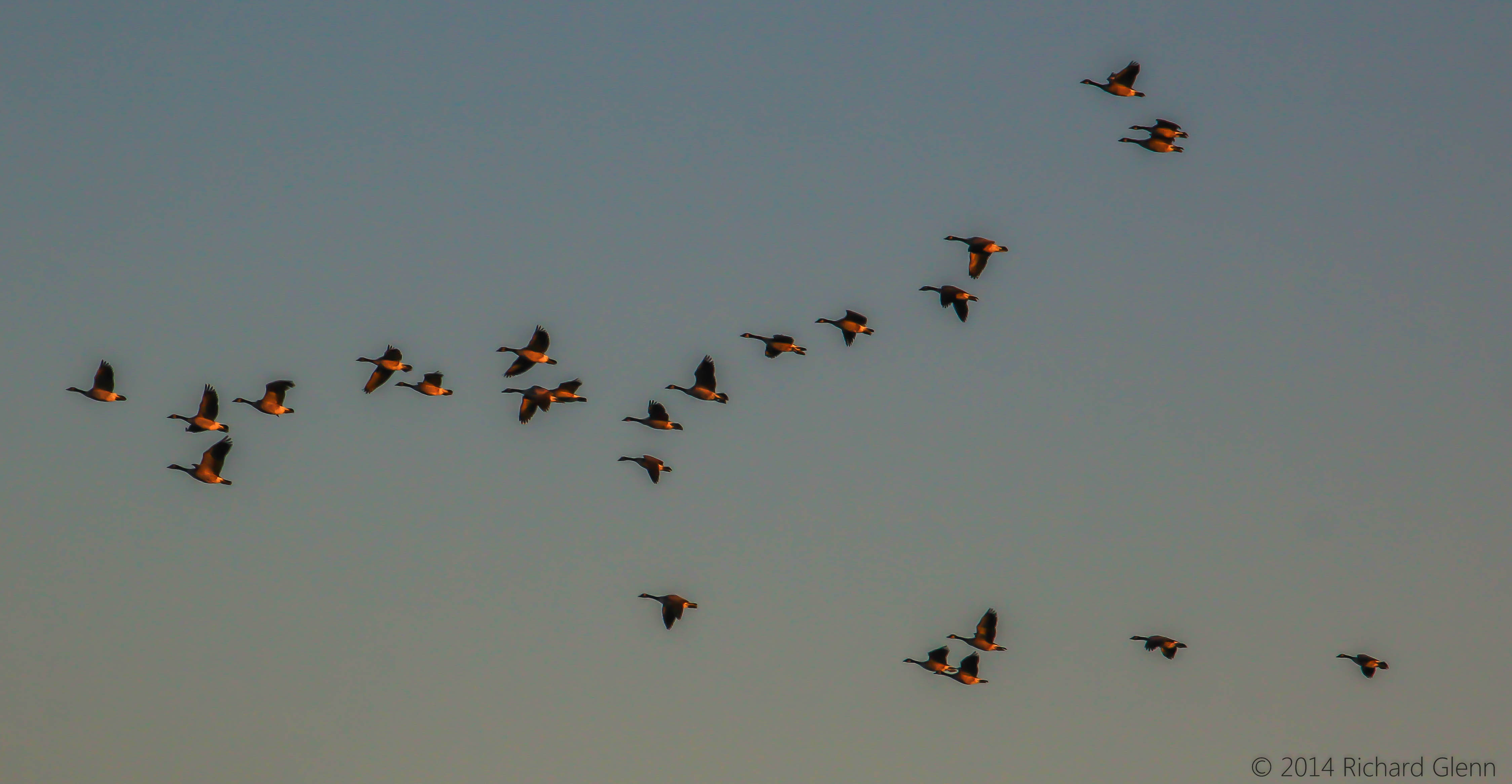 Canadian Geese at First Light