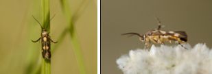 Scythrididae (family of moths): 4 species