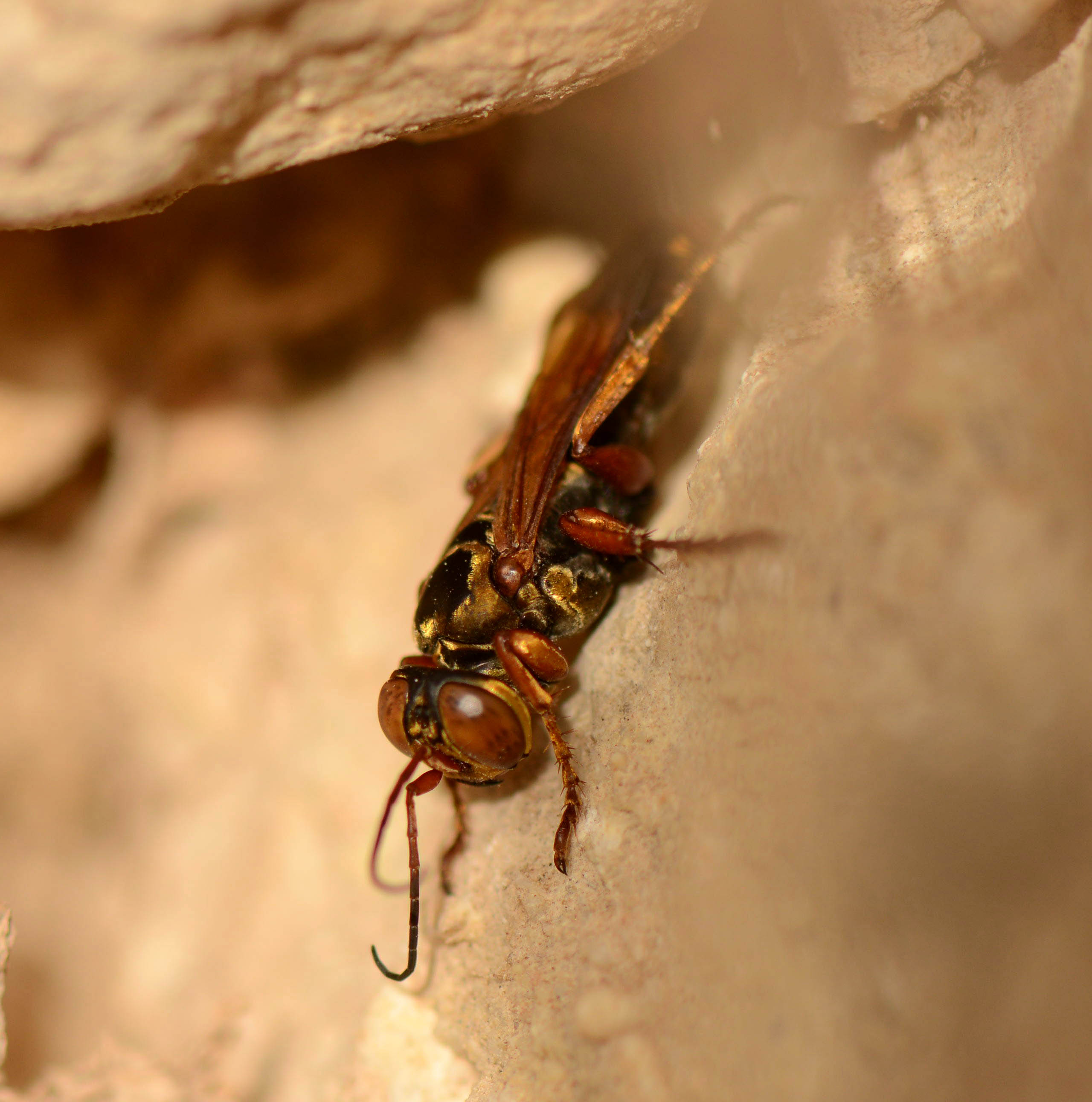 21. Liris haemorrhoidalis (Fabricius, 1804) - female