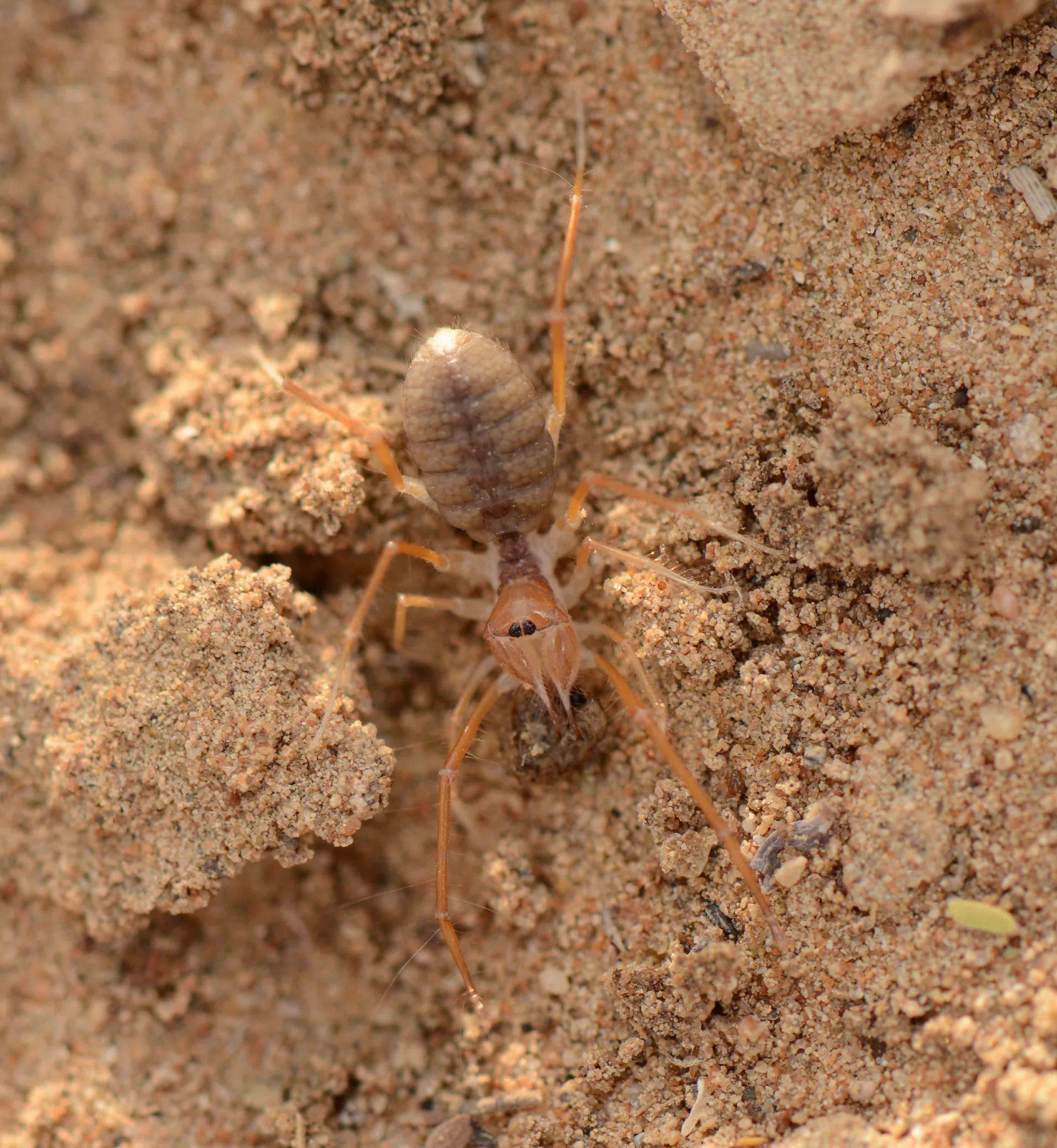 1. Galeodes arabs (C. L. Koch, 1842) - Camel Spider 