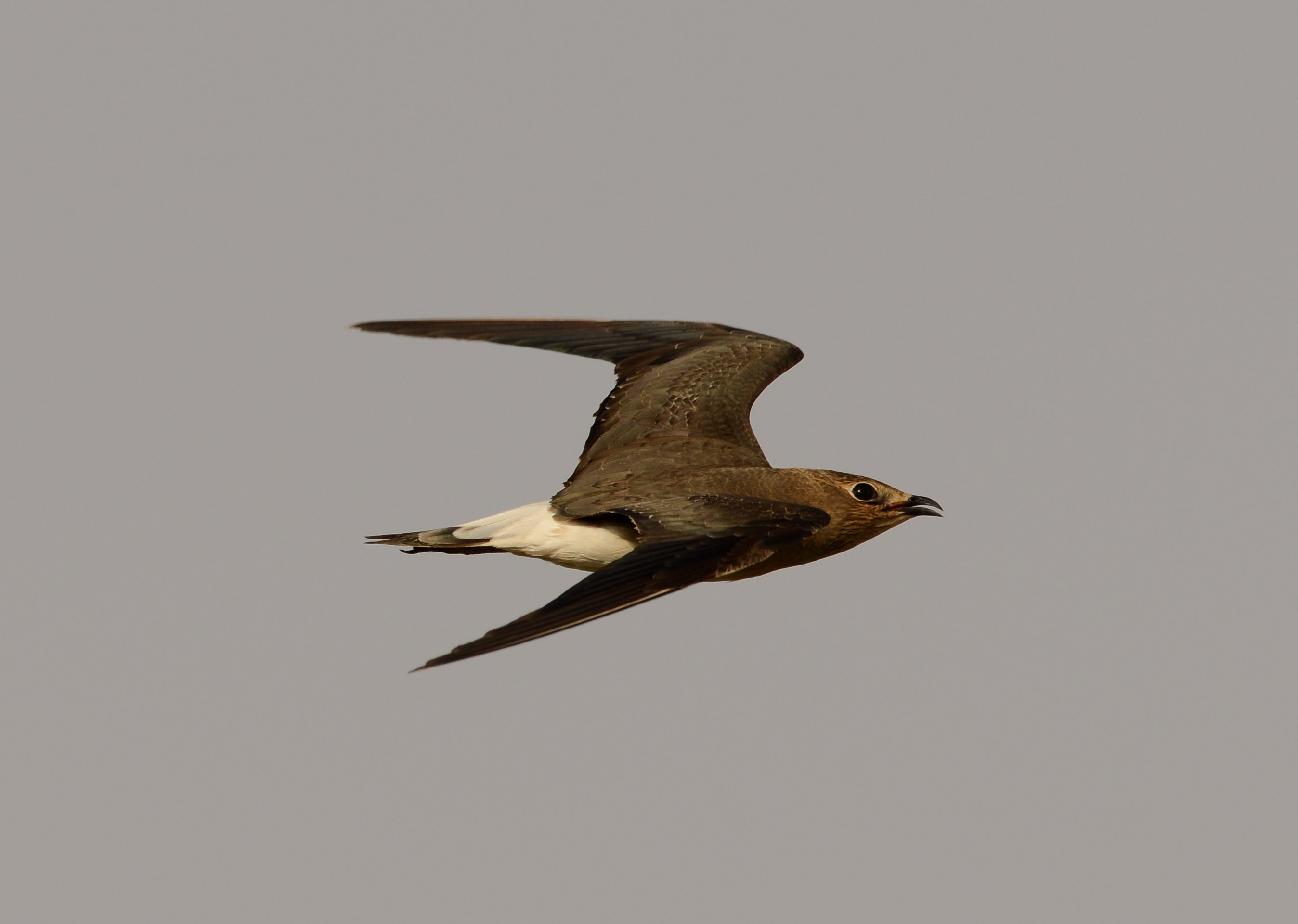 4. Black-winged Pratincole - Glareola nordmanni