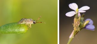 Miridae - Capsid Bugs (family): 6 species