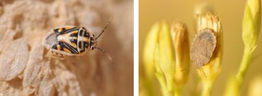 Pentatomidae - Shield Bugs (family): 3 species