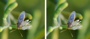 Rhopalidae - Scentless Plant Bugs (family): 1 species