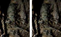 Cerambycidae - Longhorn Beetles (family): 2 species