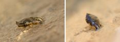 Naucoridae - Creeping Water Bugs (family): 1 species
