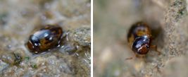 Dytiscidae - Predaceous Diving Beetles (family): 6 species