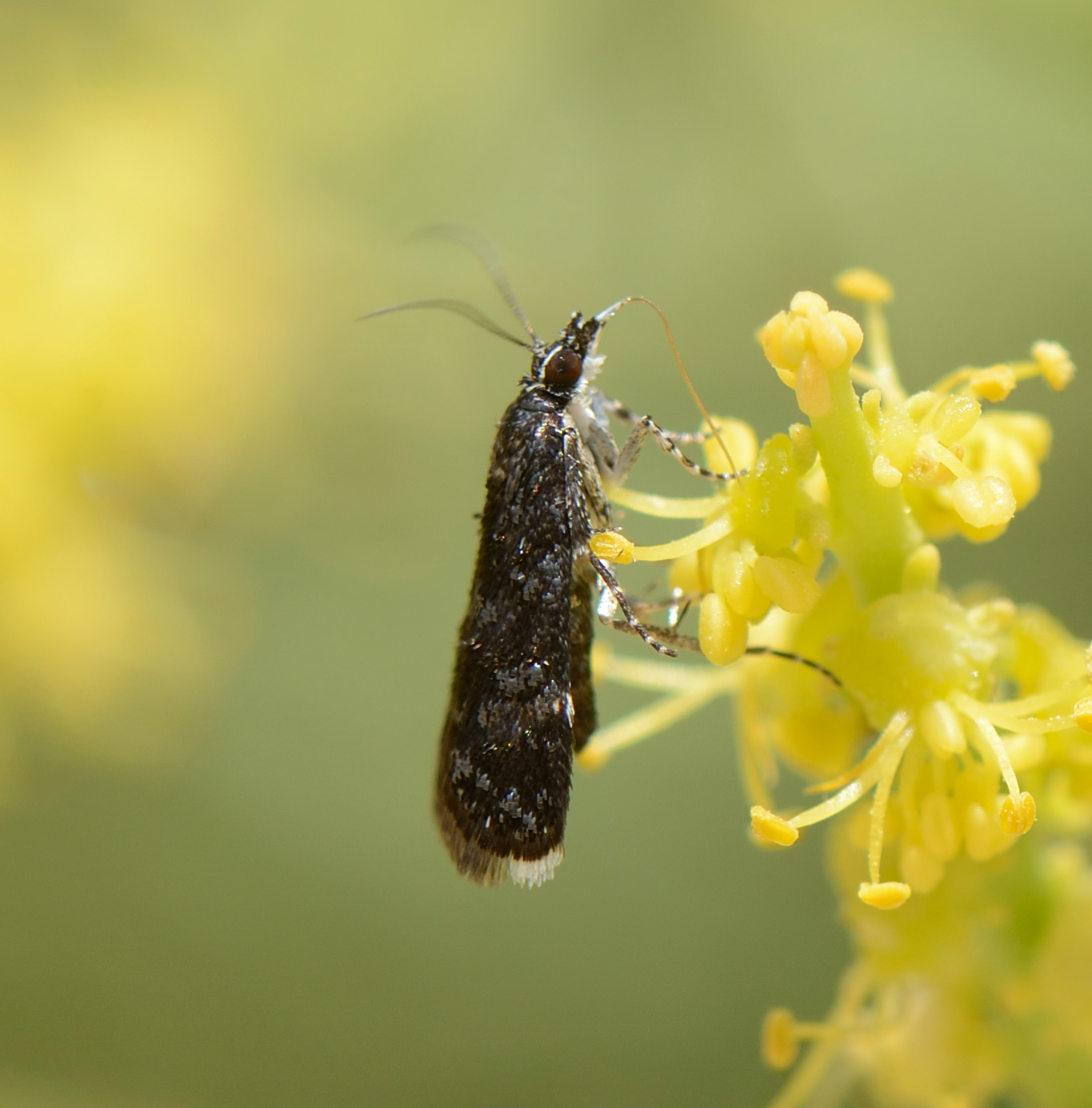 3. Heliothela ophideresana (Walker, 1863)