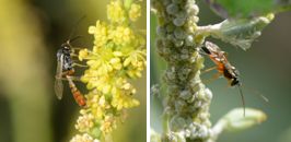 Ichneumonidae (family of wasps): 1 species