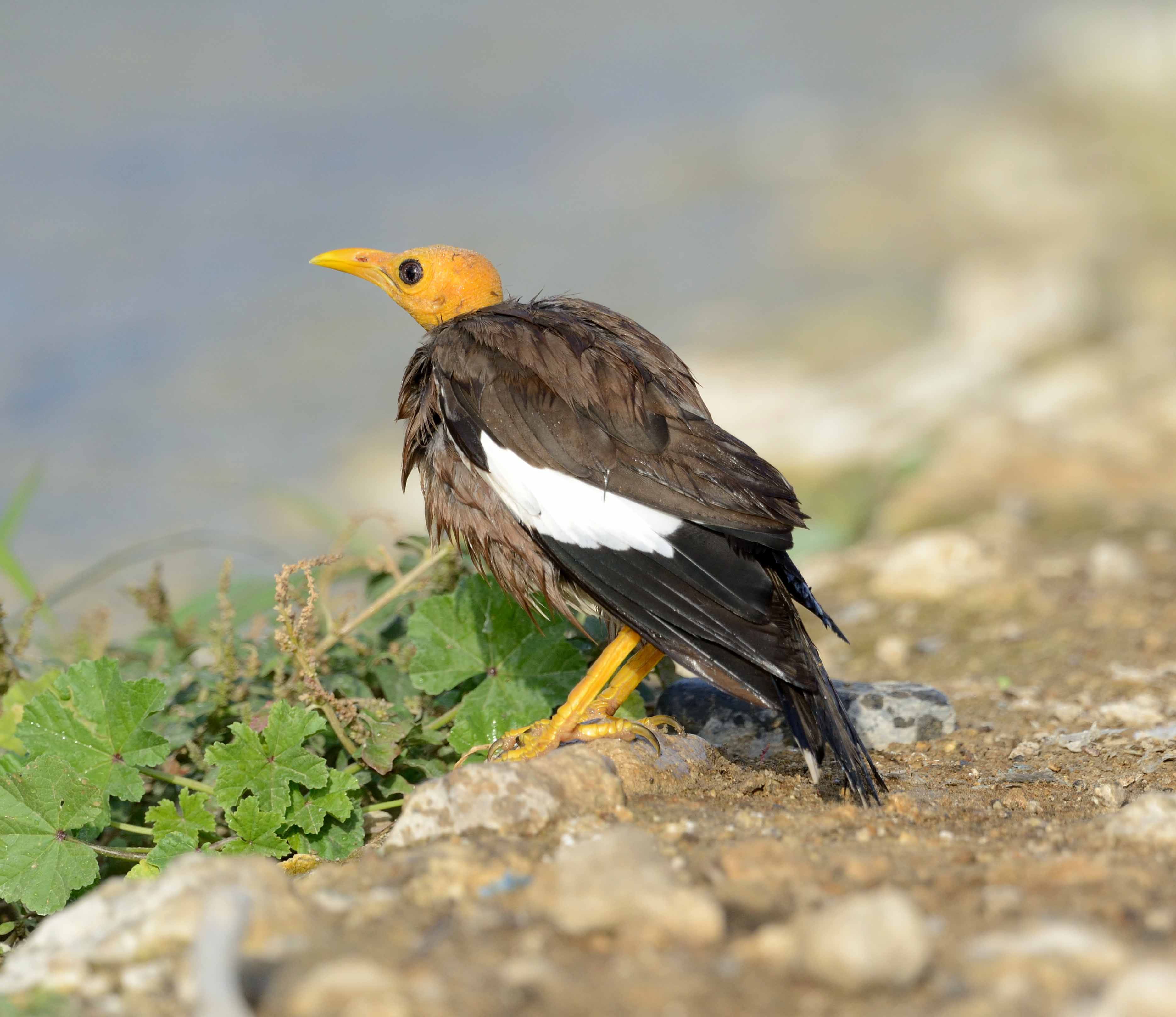 2. Common Myna - Acridotheres tristis