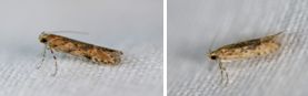 Gelechidae (family of moths): 1 species
